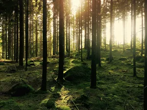 green pine trees jigsaw puzzle
