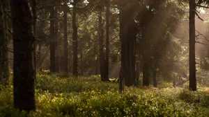 low-light photo of forest jigsaw puzzle