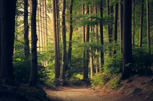 forest trees jigsaw puzzle