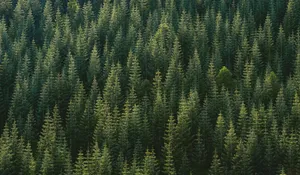 aerial photography of forest jigsaw puzzle