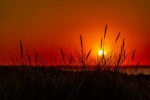 silhouette of grass during sunset jigsaw puzzle