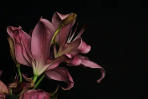 pink and white flower in black background jigsaw puzzle