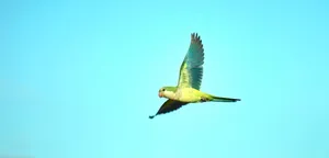green and yellow bird flying jigsaw puzzle