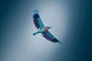 blue and black bird flying jigsaw puzzle
