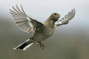 flying gray and white bird jigsaw puzzle