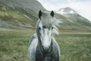 close-up photography of white and gray horse standing on green grass field jigsaw puzzle