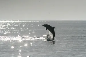 dolphin jumping out of the sea during day jigsaw puzzle
