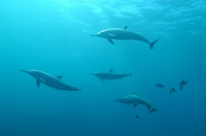 school of grey dolphins underwater jigsaw puzzle