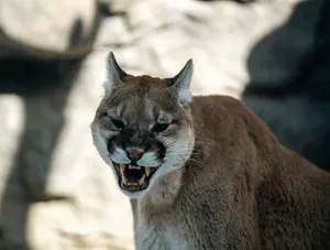 Intense close-up of a snarling cougar showcasing its powerful teeth and fierce expression in a natural setting. jigsaw puzzle