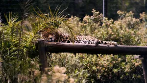 A leopard leisurely rests on a wooden platform amidst lush greenery, under the sun. jigsaw puzzle