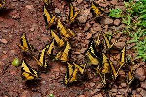 Group of swallowtail butterflies on rocky terrain adds vibrant nature detail. jigsaw puzzle