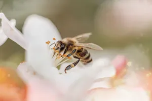 Detailed macro shot of a honeybee collecting nectar from a white blossom, symbolizing pollination. jigsaw puzzle