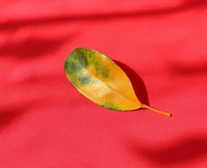 A single yellow and green leaf on a vibrant red surface, showcasing natural contrast. jigsaw puzzle