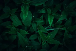 Close-up of lush green foliage with dark, moody tones, displaying natural patterns and textures. jigsaw puzzle