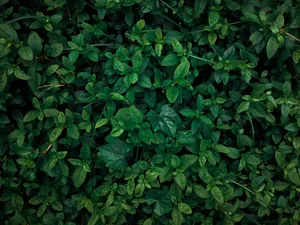 A vibrant array of lush green leaves captures the essence of nature's beauty in Dhaka. jigsaw puzzle