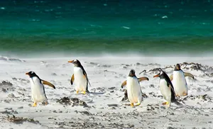 penguins jigsaw puzzle