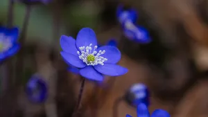liverworts jigsaw puzzle