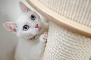 kitten jigsaw puzzle