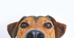 dog jigsaw puzzle