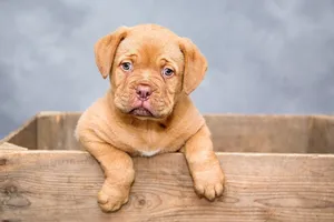 puppy jigsaw puzzle