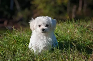 maltese jigsaw puzzle