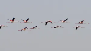 flamingos jigsaw puzzle