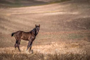 horse jigsaw puzzle