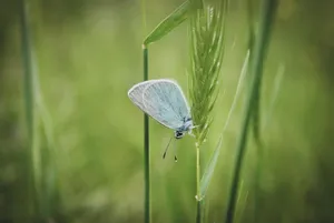 common blue butterfly jigsaw puzzle