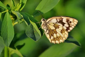 chessboard butterfly butterfly jigsaw puzzle