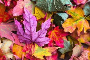 colorful jigsaw puzzle
