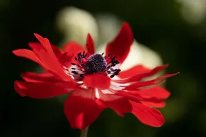 anemone jigsaw puzzle