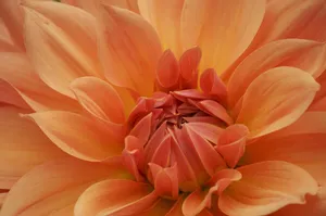 flower jigsaw puzzle