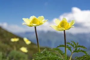 sulphur anemone jigsaw puzzle