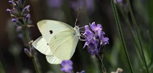 butterfly jigsaw puzzle