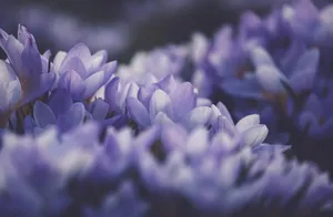 crocus jigsaw puzzle