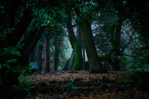 tall trees with dried leaves on ground jigsaw puzzle