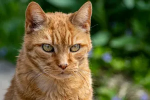 a close up of a cat with green eyes jigsaw puzzle