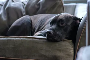 a black dog laying on top of a couch jigsaw puzzle
