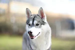 a close up of a husky dog with a blurry background jigsaw puzzle