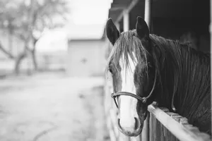 horse in grayscale photography jigsaw puzzle
