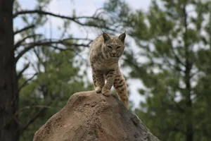 A cat is standing on top of a rock jigsaw puzzle