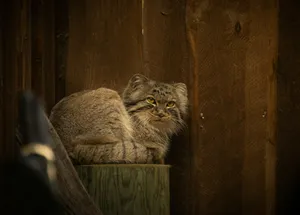 a cat sitting on a wooden surface jigsaw puzzle