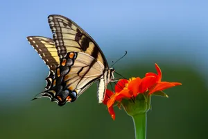 brown and black butterfly on red flower jigsaw puzzle