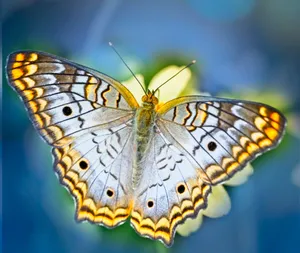 brown and black butterfly in close up photography jigsaw puzzle
