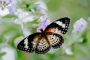 selective focus photography of black butterfly jigsaw puzzle