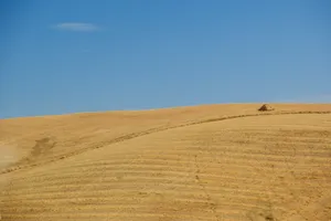 Golden rolling hills under a clear blue sky jigsaw puzzle