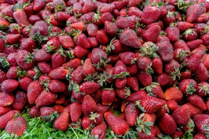 a pile of strawberries sitting on top of green grass jigsaw puzzle