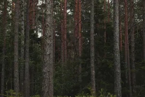 A peaceful forest scene with tall pine trees and lush green foliage. jigsaw puzzle