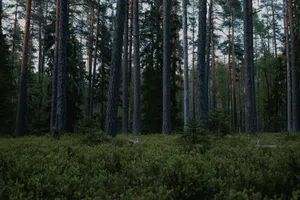 A tranquil pine forest with dense trees and green undergrowth, creating a peaceful natural setting. jigsaw puzzle