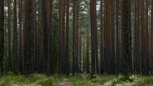 A tranquil forest with tall evergreen trees and a sun-dappled path in summer. jigsaw puzzle